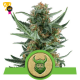 Royal Dwarf Auto - Royal Queen Seeds